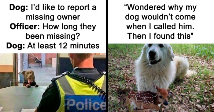 96 Cute And Quirky Dog Memes For A Much-Needed Laugh