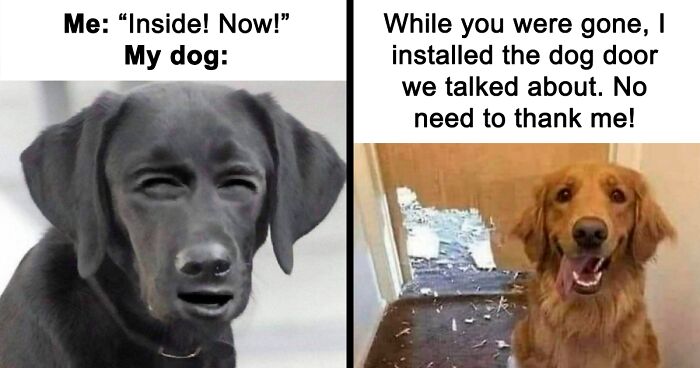 96 Charming Dog Memes Guaranteed To Lift Your Spirits