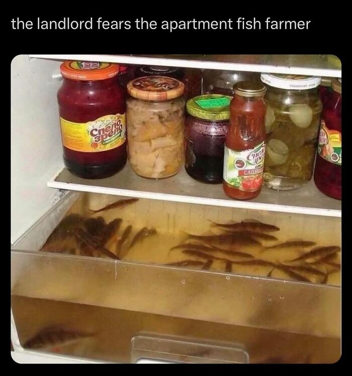 Chaotic dude fridge with jars of pickles and a drawer of live fish, reflecting unusual food storage habits.