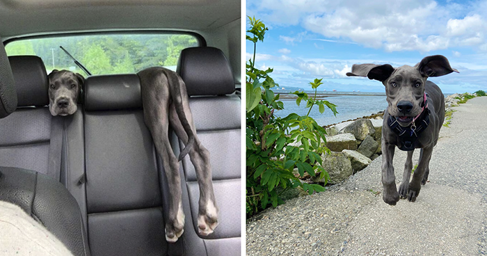 50 Hilarious Great Dane Pics That Prove Just How Wonderfully Oblivious Of Their Size They Are