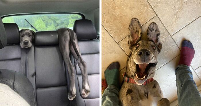 50 Hilarious Great Dane Pics That Prove Just How Wonderfully Oblivious Of Their Size They Are