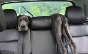 50 Hilarious Great Dane Pics That Prove Just How Wonderfully Oblivious Of Their Size They Are