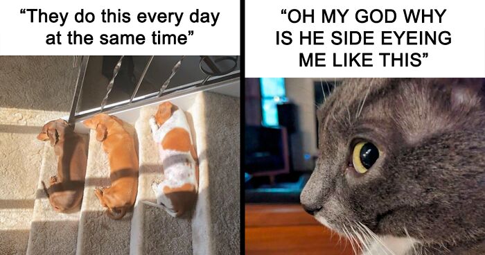 “Internet Is Laundry Basket And I Fold & Color Code”: 95 Hilariously Random Memes