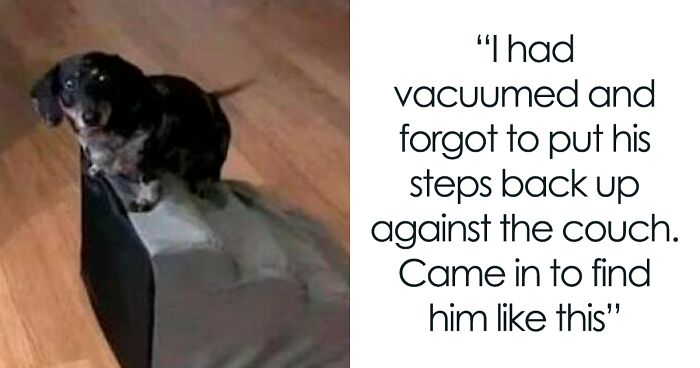 50 Hilarious Pics That Prove Why Dogs Are Man’s Best Friend