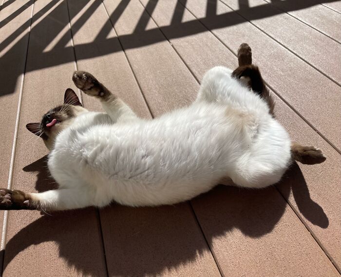 Birdie Getting Her Sunny Day Rolls