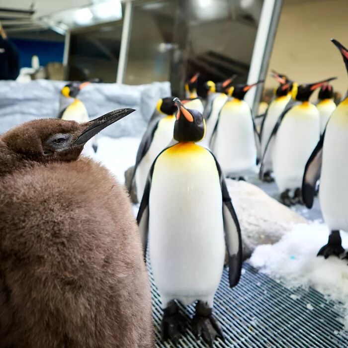 Pesto, The Viral Penguin, Is About To Lose All His Fluff And Become A Full-Fledged King Penguin