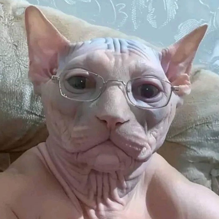 "A goofy ahh meme of a hairless cat with a serious expression wearing glasses, giving it a wise or scholarly appearance."