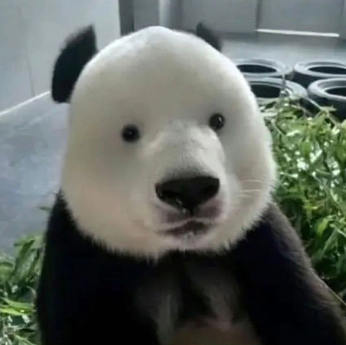 "A goofy ahh meme of a panda with an unusually human-like face, giving it a surprised or bewildered expression."