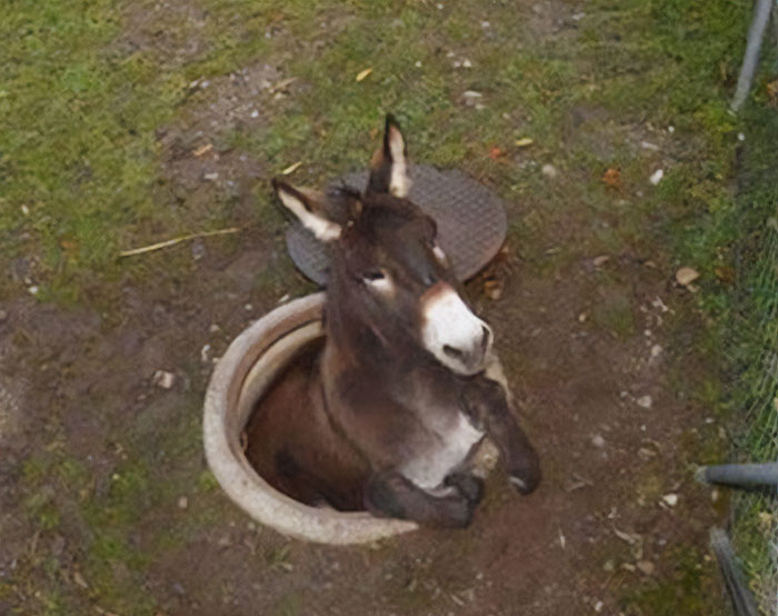 "A goofy ahh meme of a donkey casually sitting in a manhole on a grassy area, with its front legs crossed and a relaxed expression."