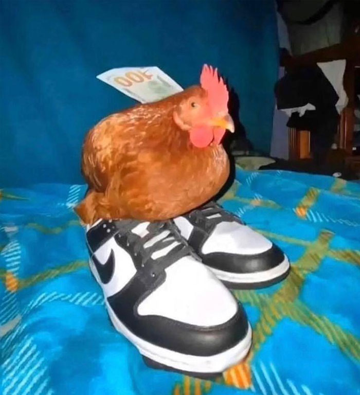 "A goofy ahh meme of a chicken standing in a pair of Nike sneakers with a 100 euro bill tucked into its feathers, placed on a blue blanket."