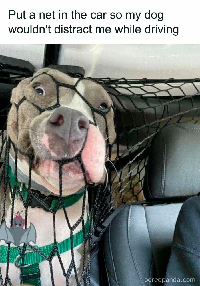 "A goofy ahh meme of a dog with its face squished against a net in a car, looking comically distressed. Text above reads, 'Put a net in the car so my dog wouldn't distract me while driving.'"