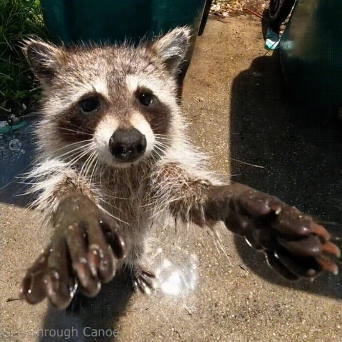 This Little Cutie Walked Up To Me And Did This While I Was Taking His Picture