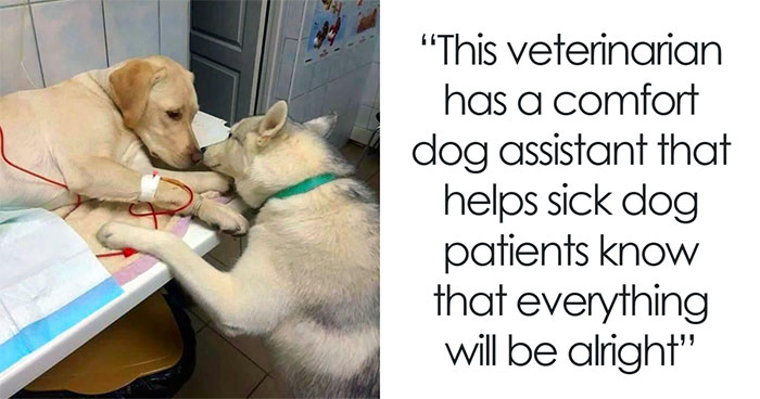 83 Wholesome “Eye Bleach” Pics To Cleanse Your Eyes From The Horrors Of The Internet