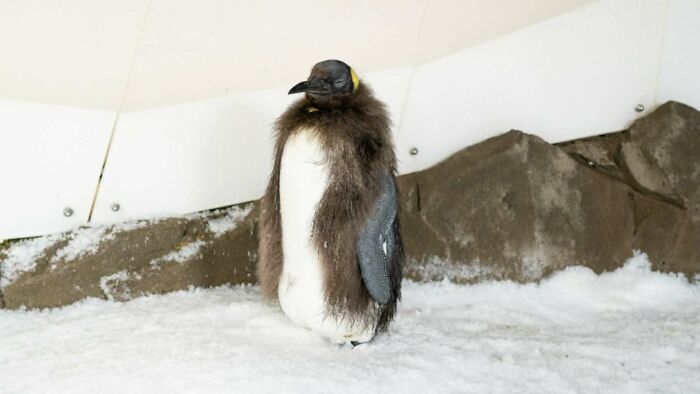 Pesto, The Viral Penguin, Is About To Lose All His Fluff And Become A Full-Fledged King Penguin