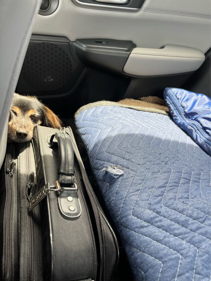 My Little Missy Prefers To Lie On The Floor Of The Back Seat- Even If It’s A Little Crowded