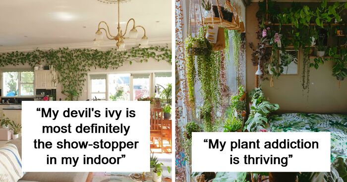 People Showcase Their Indoor Gardens And The Stories Behind Them In This Dedicated Group