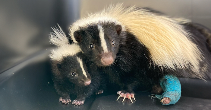 Injured Mama Skunk Ends Up Adopting An Orphan, The Next Day The Rescue Team Finds Her Babies