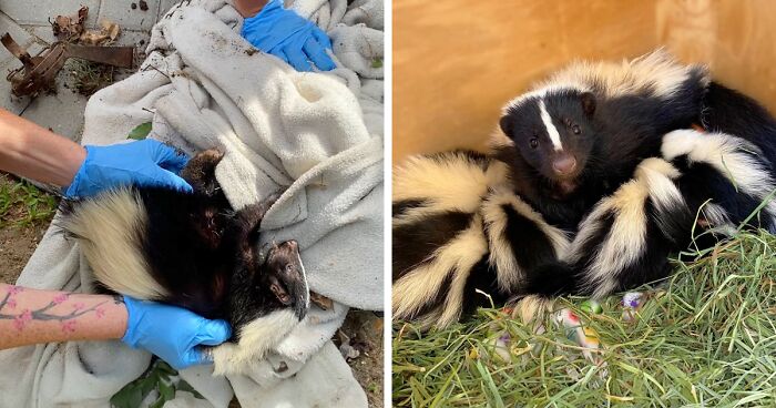 Injured Mama Skunk Ends Up Adopting An Orphan, The Next Day The Rescue Team Finds Her Babies