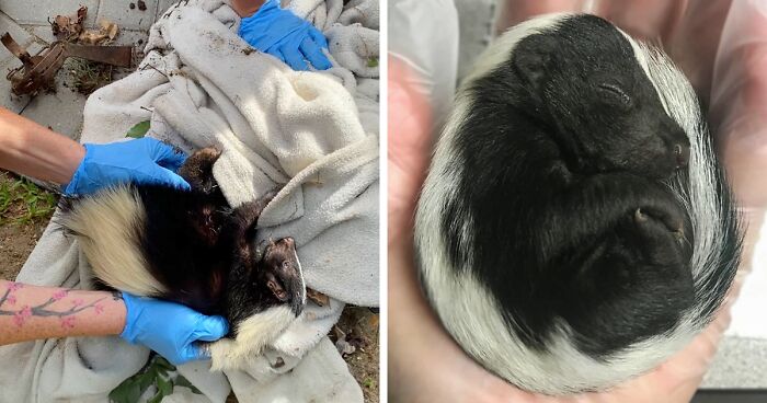 Rescue Team Saved A Skunk Horribly Injured By Illegal Trap, Later Realized She Was A Mama