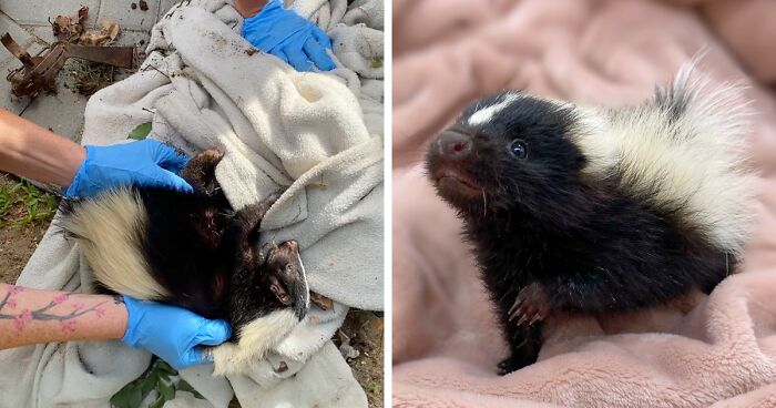 Injured Mama Skunk Ends Up Adopting An Orphan, The Next Day The Rescue Team Finds Her Babies