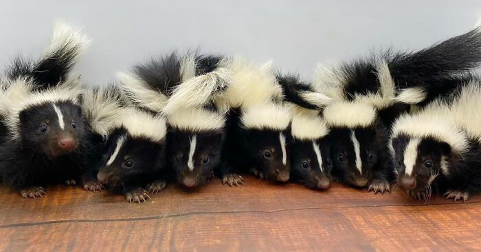 Rescue Team Saves Skunk, Reunites Her With Lost Babies And Brings Orphan Into Her Loving Care