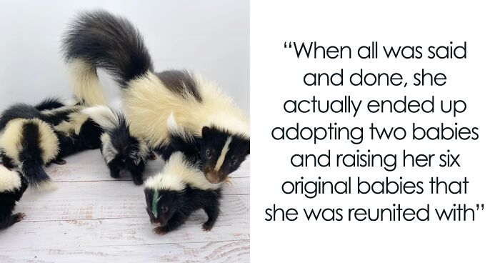 Horribly Injured Mama Skunk Who Lost Her Babies Creates A Beautiful Bond With An Orphan