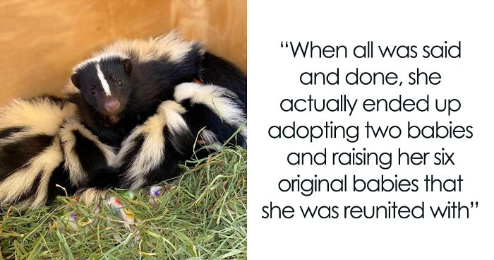 Injured Mama Skunk Ends Up Adopting An Orphan, The Next Day The Rescue Team Finds Her Babies