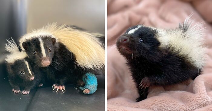 Injured Mama Skunk Ends Up Adopting An Orphan, The Next Day The Rescue Team Finds Her Babies