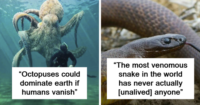 “Octopuses Could Dominate Earth If Humans Vanish”: 68 Facts About Animals That Might Surprise You