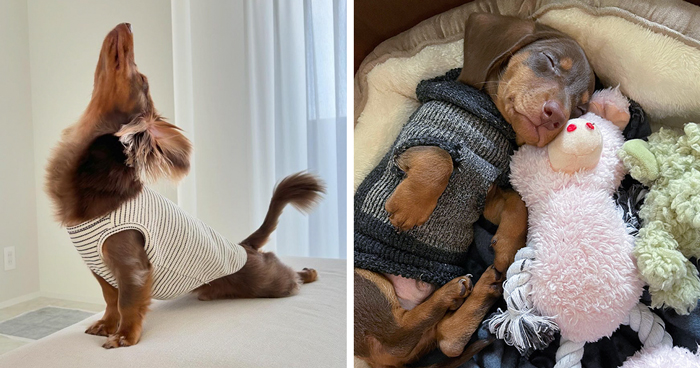 152 Photos That Prove Sausage Dogs Are The Cutest