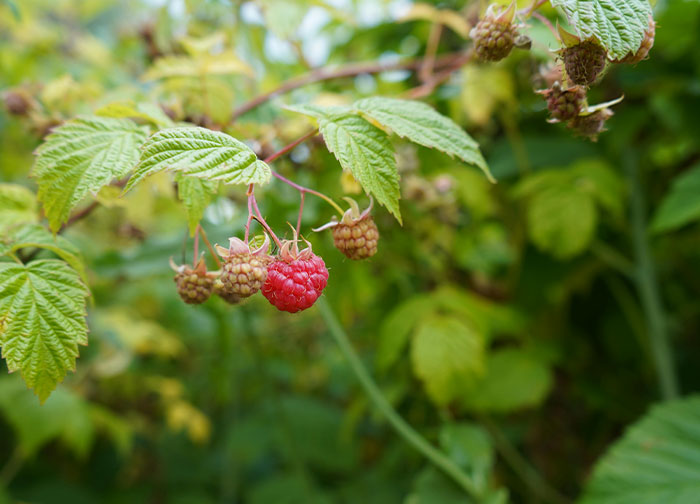 “WIBTA For Planting Prickly Bushes In My Front Yard To Keep The Neighbors’ Kids From My Property?”