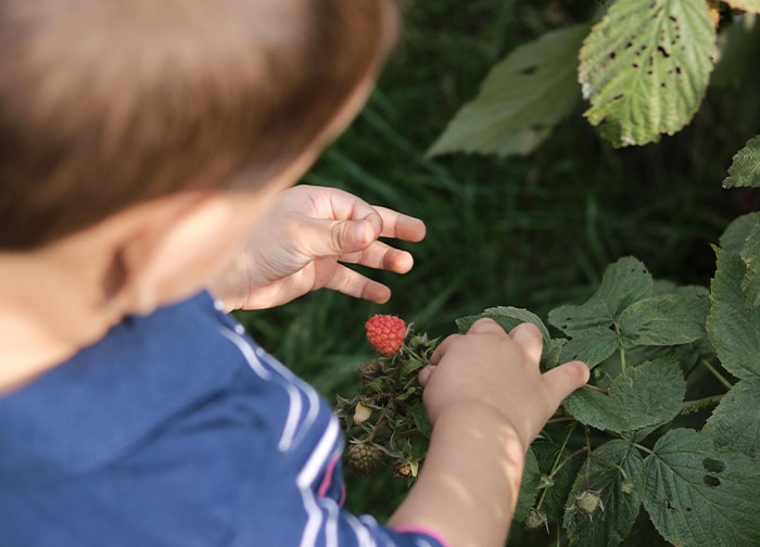 “WIBTA For Planting Prickly Bushes In My Front Yard To Keep The Neighbors’ Kids From My Property?”