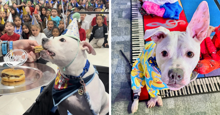 School Kids Learn Sign Language To Surprise Their Deaf Therapy Dog And People Can’t Get Enough