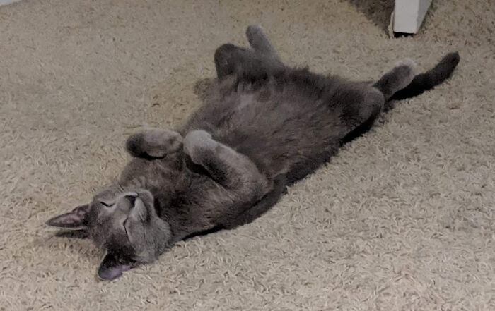 This Is My Little Russian Blue, Gatsby. He Wore Himself Out Playing Fetch And Had To Take An Emergency Nap 😊