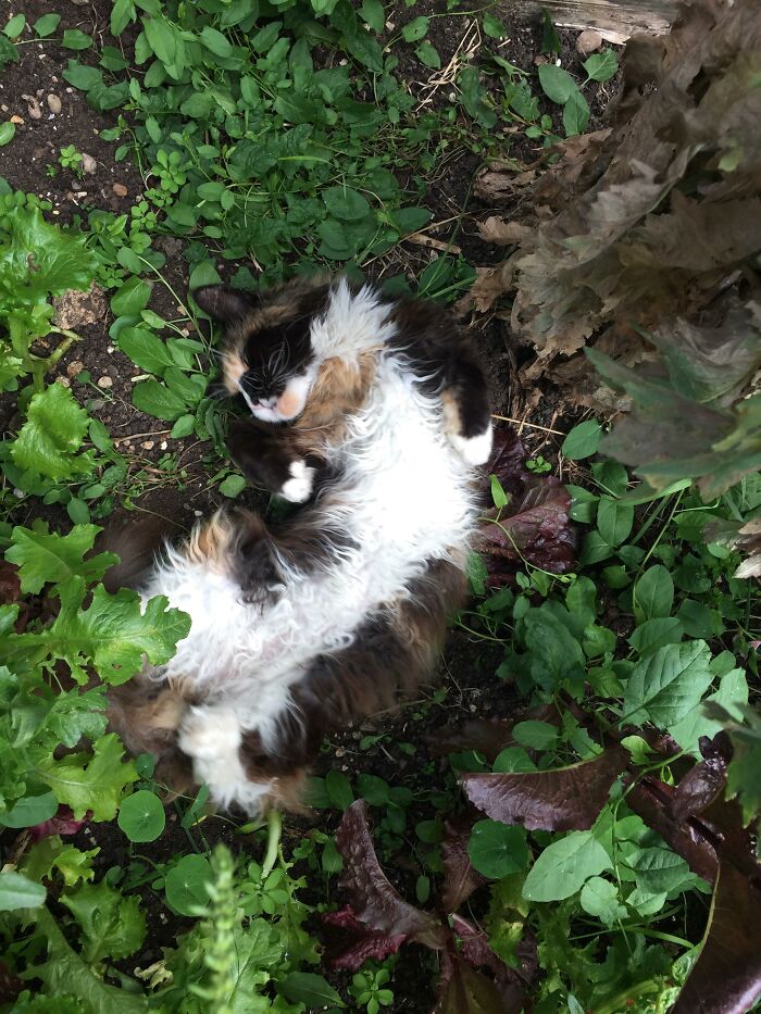 My Lucy Has To Be Put Down Today Due To Thyroid Cancer, But She Loved Exposing Her Tummy To The Sun