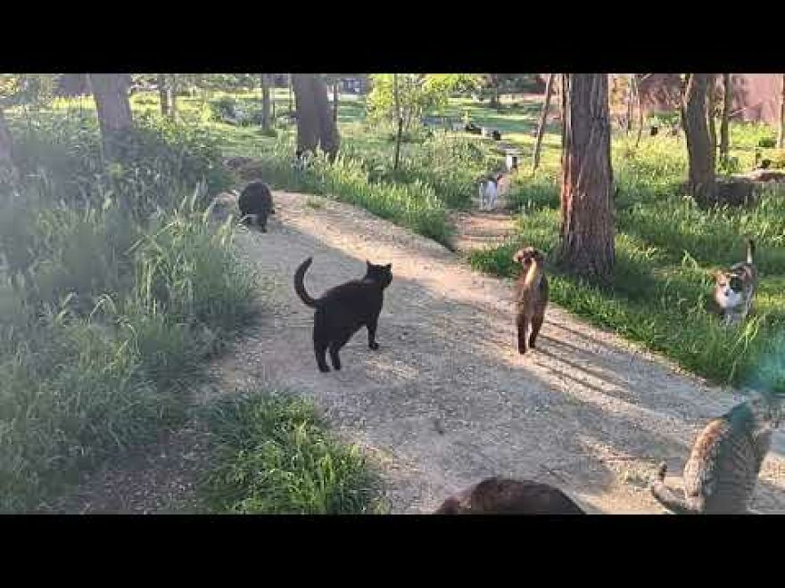 The Happiest Cat Sanctuary Ever