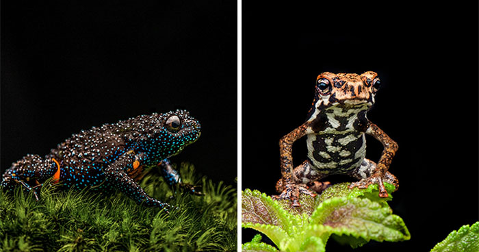 45 Fascinating Close-Up Frog Photos By Biju Pb