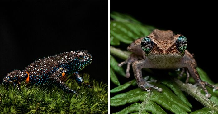 45 Astonishing Close-Up Photos Of Frogs Captured By This Photographer From India