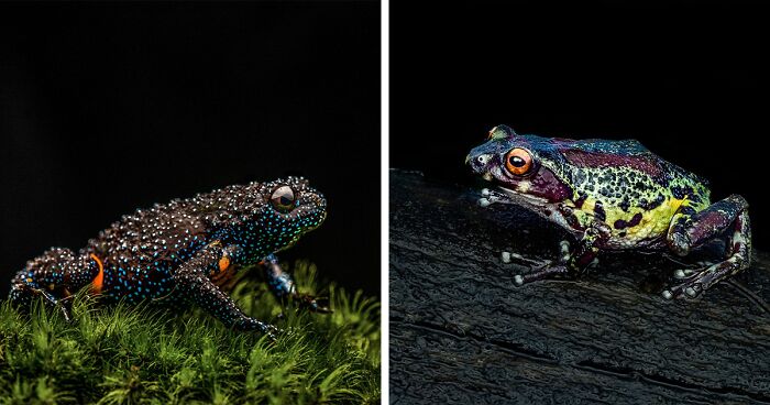 45 Macro Shots Highlight The Beauty And Diversity Of Frogs By Biju Pb