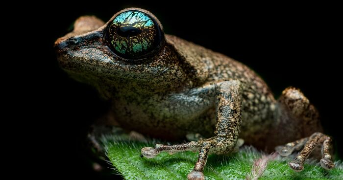 This Photographer Explores The World of Frogs Through 45 Stunning Macro Shots