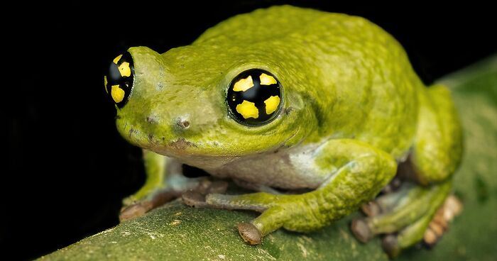 45 Fascinating Close-Up Frog Photos By Biju Pb