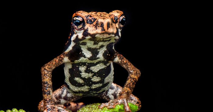 45 Macro Photos Of Frogs Captured By Biju Pb