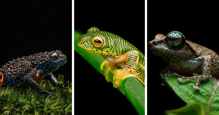 This Photographer Captured The Hidden Beauty Of Frogs In 45 Stunning Shots