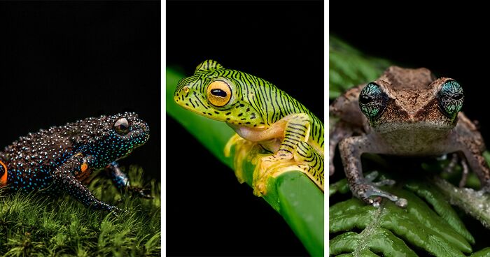 This Photographer Showcases Frogs With Incredible Macro Shots (45 Pics)