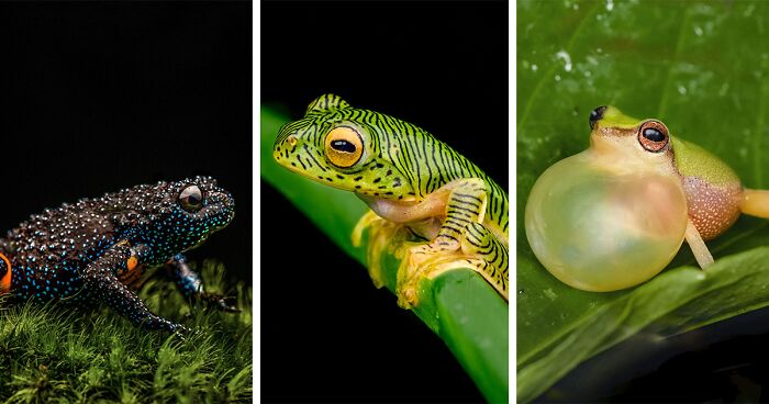 Photographer Captured 45 Macro Shots To Showcase The Hidden Charm Of Frogs