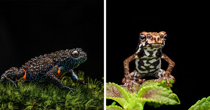 This Photographer Showcases Frogs With Incredible Macro Shots (45 Pics)