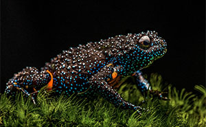 This Photographer Captured The Hidden Beauty Of Frogs In 45 Stunning Shots