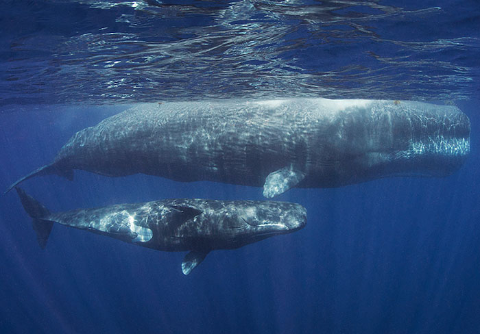 AI Is Translating Whale Language, Which May Help Us Communicate With Extraterrestrials One Day