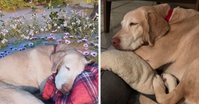 This Man Found A Beautiful Way To Relive The Final Memory With His Dog Who Passed Away