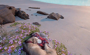 This Man Found A Beautiful Way To Relive The Final Memory With His Dog Who Passed Away